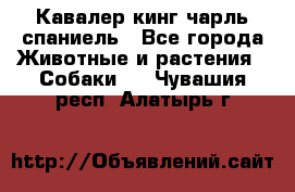 Кавалер кинг чарль спаниель - Все города Животные и растения » Собаки   . Чувашия респ.,Алатырь г.